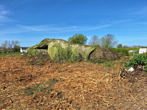Photo de galerie - Taille de haies et d'arbustes