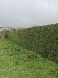 Photo de galerie - Taille dessus 