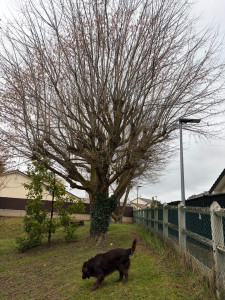 Photo de galerie - Réduction ancienne. Coupe d’un érable negundo /avant