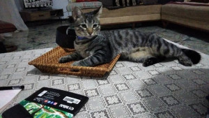 Photo de galerie - Garde des animaux 

