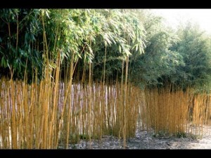 Photo de galerie - Taille en tige de bambou 