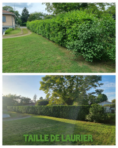 Photo de galerie - Taille de haie de Laurier