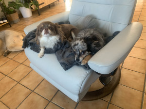 Photo de galerie - Garde de chiens ? 