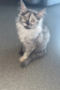 Photo de galerie - Garde chat