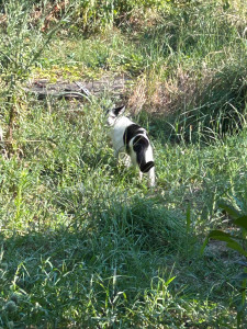 Photo de galerie - Garde chat