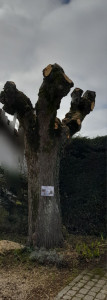 Photo de galerie - élagage 