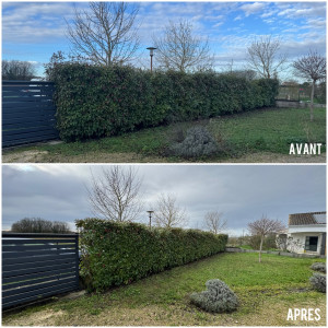 Photo de galerie - Taille de Photinia + Lavande + Agapanthe ?