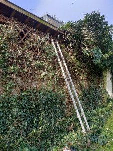 Photo de galerie - Rabattage d'un lierre, bien trop volumineux 