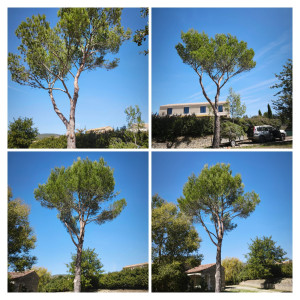 Photo de galerie - Elagage et coupe d'arbres
