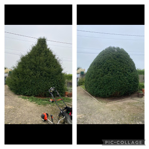 Photo de galerie - Taille de haie 