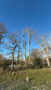 Photo de galerie - élagage d’arbres 