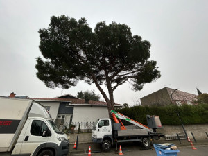 Photo de galerie - Elagage et coupe d'arbres