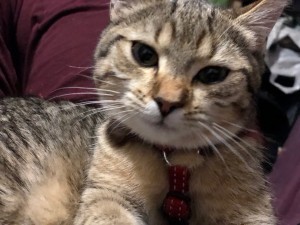 Photo de galerie - Garde chat