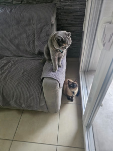 Photo de galerie - Garde chat