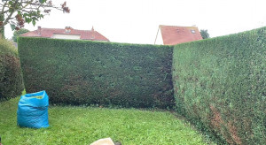 Photo de galerie - Taille de haie 