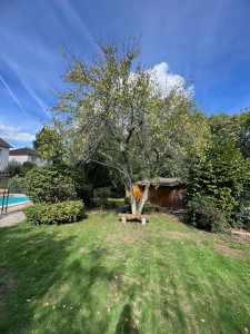 Photo de galerie - Avant élagage d’arbre