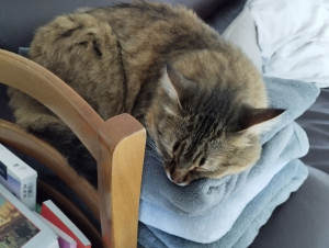Photo de galerie - Garde chat