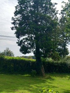 Photo de galerie - élagage d'un arbre