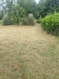 Photo de galerie - Après coupe d'herbe très haute 