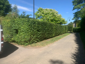 Photo de galerie - 35 mètres de haies 