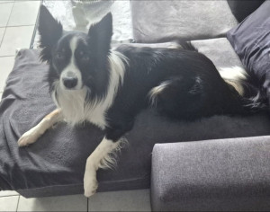 Photo de galerie - Garde chien