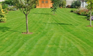 Photo de galerie - Tonte 