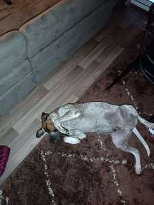 Photo de galerie - Des chiens heureux
