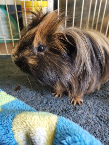 Photo de galerie - Visite de NACs