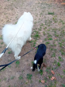 Photo de galerie - Chez nous vos loulous sont comme les  notres !