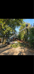 Photo de galerie - Abattage d’arbres avec nacelle 