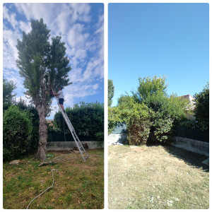 Photo de galerie - Coupe de peuplier 