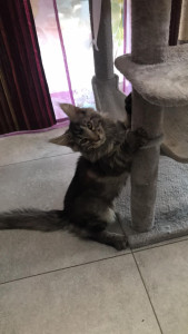 Photo de galerie - J’adore les animaux je peux les garder chez vous (chiens, chats, poules, rats..)pas de souci ou les promener en journée si besoin… je suis pas motorisée pour le moment mais je me déplace à pied, en bus et j’habite au centre ville de Cham