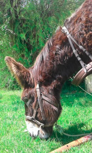 Photo de galerie - Je peux prendre soin de vos animaux en cas d'absence ! Ici, un de mes ânes ;-)