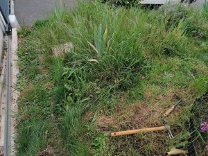 Photo de galerie - Désherbage de massif 