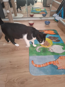 Photo de galerie - Minouchka chatte de 2 ans qui a du caractère et sait ce qu'elle veut ! Mais donne de la tendresse uniquement lorsqu'elle en a décider 