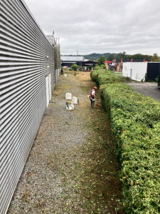 Photo de galerie - Taille de haie et débroussaillage 