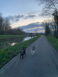 Photo de galerie - Garde animaux