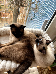 Photo de galerie - Garde animaux