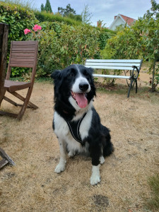 Photo de galerie - Pepsi le border collie