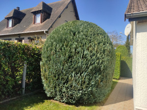 Photo de galerie - Taille de haies et d'arbustes