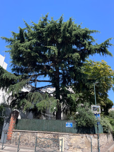 Photo de galerie - Élagage et nettoyage un cèdre