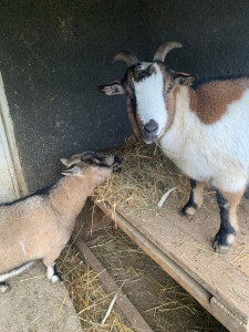 Photo de galerie - Visite dans les fermes
