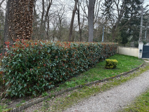 Photo de galerie - Une belle taille de haies 