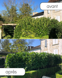 Photo de galerie - Taille de haies et d'arbustes
