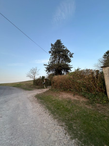 Photo de galerie - Taille de haies et d'arbustes