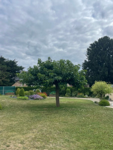 Photo de galerie - Elagage et coupe d'arbres