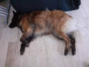 Photo de galerie - Garde tervueren