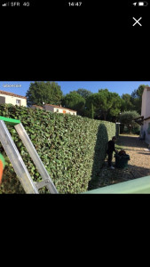 Photo de galerie - Taille de haies et d'arbustes