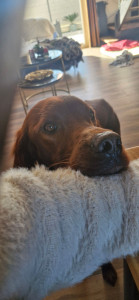 Photo de galerie - Garde chien