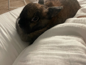 Photo de galerie - Garde animaux 